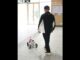World's First! AI-Guide Dog Makes Debut on Shenzhen Metro