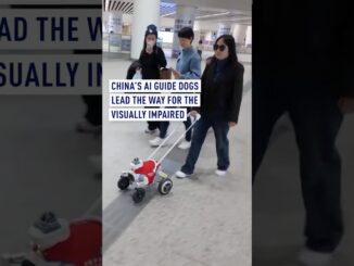 China’s AI Guide Dogs Lead the Way for the Visually Impaired