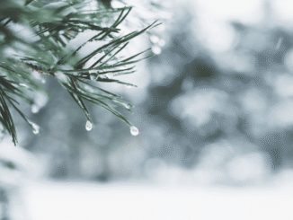 Crypto Trading Activity Hits Yearly Lows as Holiday Lull Freezes Markets